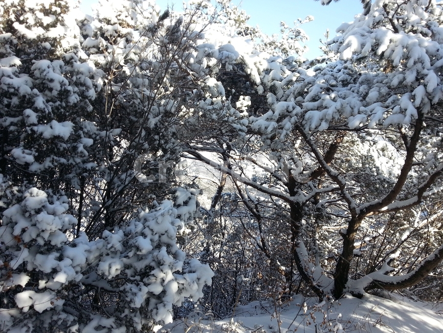 눈꽃,눈,설경,겨울산,겨울나무,추위,폭설,겨울,계절,winter,season,자연,풍경,nature,landscape