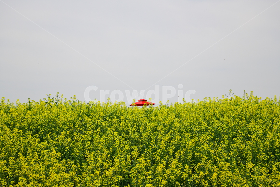 field,들,outdoors,옥외,nature,자연,유채꽃,우산,파라솔,고원,봄,계절,spring,season,자연,풍경,nature,landscape