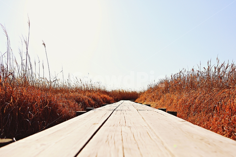 오솔길,갈대숲,생태공원,길,풍경,배경,자연,자연,풍경,nature,landscape,bridge,다리,building,건물,boardwalk,산책로