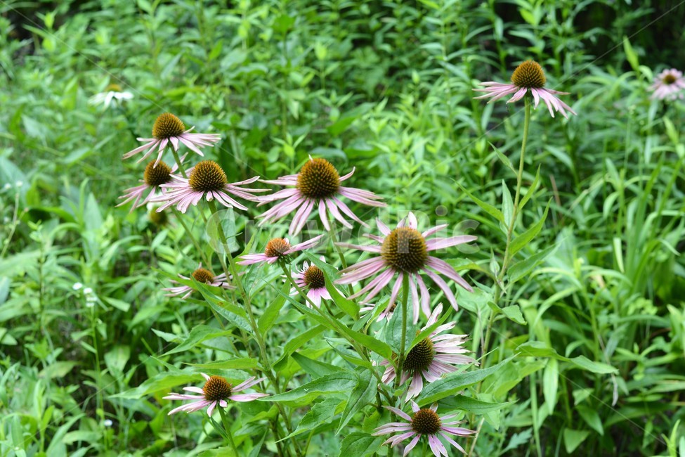 꽃,식물,자연,정원,야생초,식물,자연,plants,nature,꽃,flower