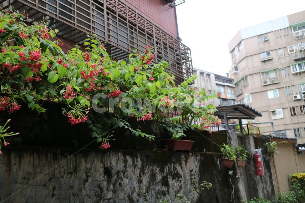 대만거리,옛날거리,담장,빨간꽃,taipei,식물,자연,plants,nature,꽃,flower