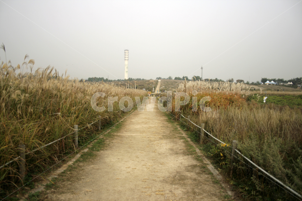 억새밭,억새풀,억새,길,풍경,가을,가을,계절,fall,autumn,season,자연,풍경,nature,landscape,path,통로,road,도로