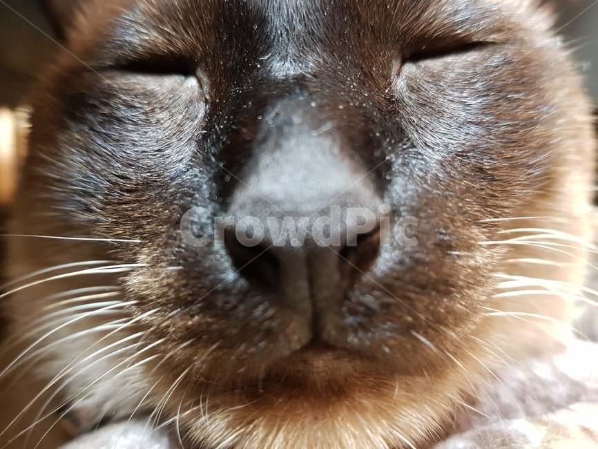 샴,샴고양이,cat,고양이,반려묘,반려,검정고양이,포유류,animal,단모,낮잠,family,휴식,rest,애완동물,mammal,동물,pet,동물,animal,포유류,mammal,고양이,cat,kitten,kitty
