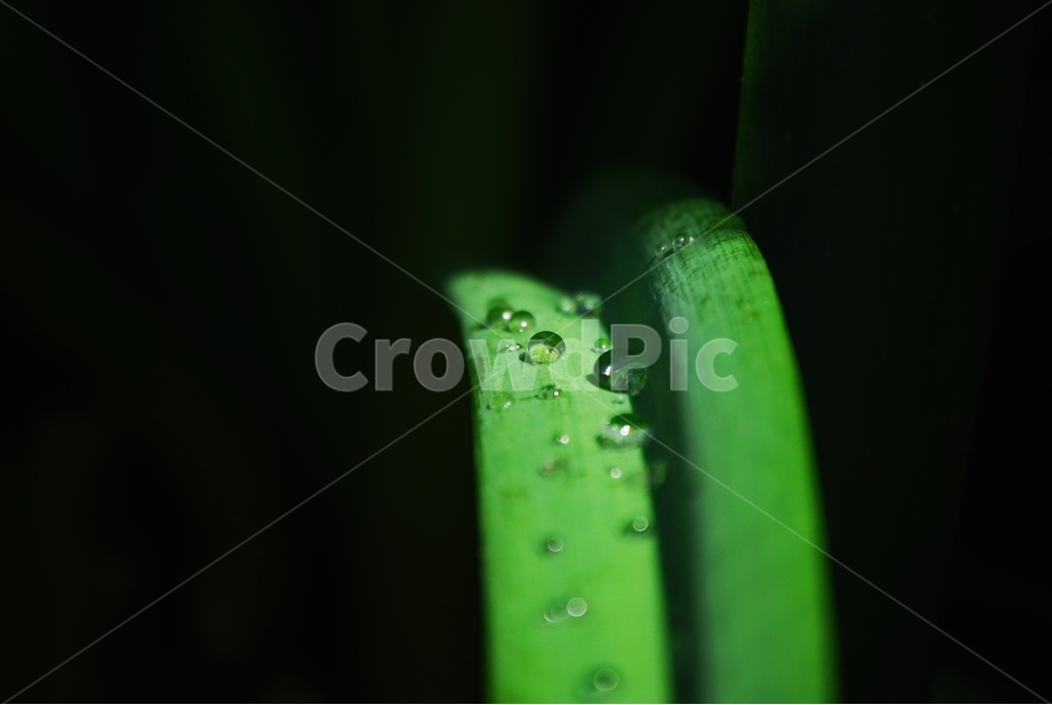 이슬,풀잎,아침,배경,식물,식물,자연,plants,nature