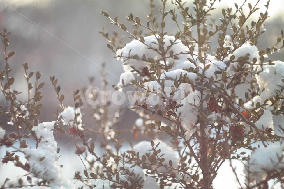 눈,겨울,역광,눈풍경,자연,풍경,캐논80d,겨울,계절,winter,season,감성,sensible,feeling