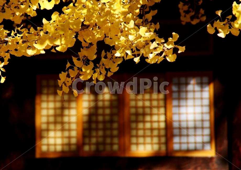 가을단풍,은행잎,고전,휴식,아침햇살,가을,계절,fall,autumn,season,한국전통,한국문화,korean traditional,korean culture,plant,식물