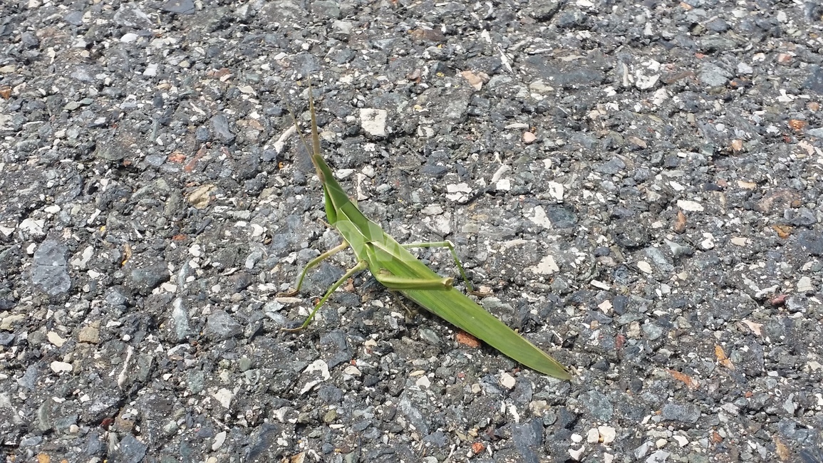 도로,road,바닥,ground,메뚜기,여치,곤충,녹색,green