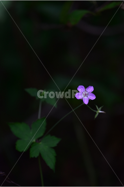 큰세잎쥐손이,야생화,식물,자연,꽃,생태,힐링,플라워,wildflower,flower,plants,nature,season,감성,느낌,emotion,feeling,여름,분홍색,여러해살이풀,쥐손이풀과,쥐손이풀속,식물,자연,plants,nature,꽃,flower