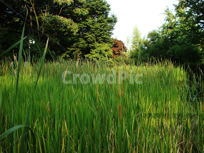 자연,식물,녹색,부들,습지,grass,식물,자연,plants,nature
