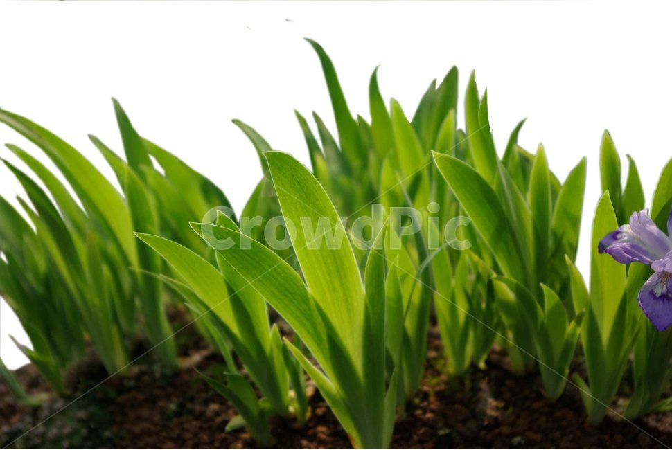 plant,식물,꽃,flower,저먼아이리스