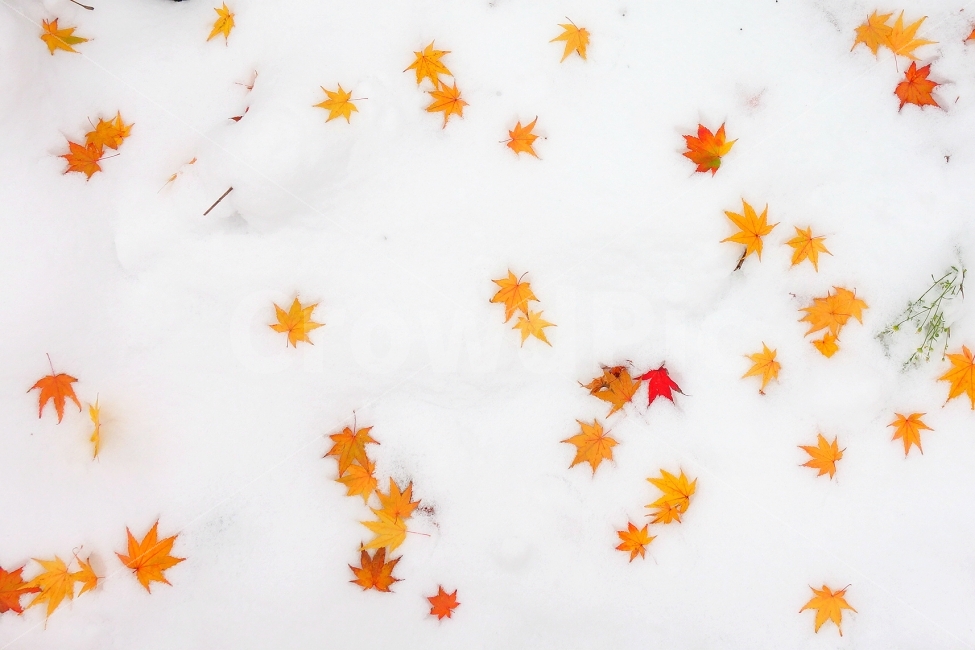 풍경사진,자연,낙엽,눈,감성사진,색감,자연사진,fall,autumn,snow,가을,단풍,단풍잎,노란색,노랑,겨울,계절,winter,season,감성,sensible,feeling