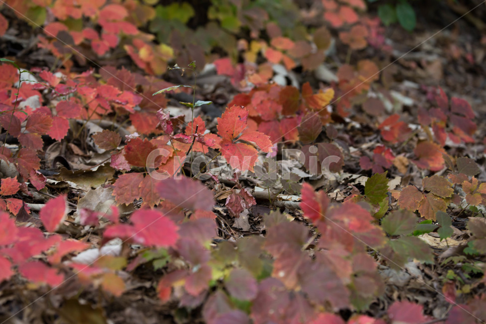 가을,leaf,잎,plant,식물,tree,나무,가을,계절,fall,autumn,season