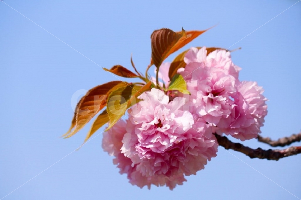 왕벚꽃,겹벚꽃,봄사진,풍경사진,봄,식물,자연,plants,nature,봄,계절,spring,season,꽃,flower,plant,blossom