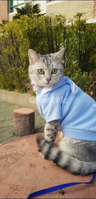 고양이,산책냥,뚱냥,미묘,루나,반려동물,아숏,아메리칸숏헤어,브숏,브리티쉬숏헤어,태비,귀여움,동물,animal,포유류,mammal,고양이,cat,kitten,kitty