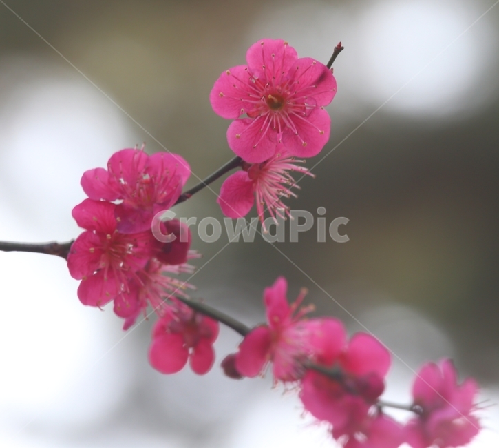 plant,blossom,꽃,flower,홍매화