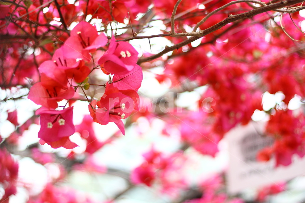 부겐베리아,꽃,화초,핑크,포엽