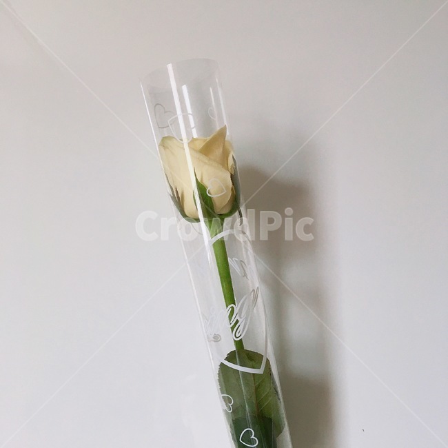 노란장미,장미한송이,한송이꽃다발,연한노랑장미,장미꽃,꽃,flower,기념일,축하,anniversary,congratulation,celebrate,celebration