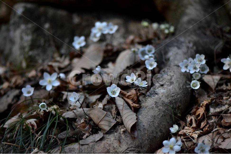 변산바람꽃,2018년,3월,야생화,꽃,생태,식물,자연,들꽃,산꽃,봄,감성,힐링,플라워,계절,시즌,wild,Flower,plants,nature,spring,season,배경,나무,목본,풀,초본,미나리아재비과,너도바람꽃속,flower,생태사진,봄꽃,변산,원조,자생지,오리지널,식물,자연,plants,nature,꽃,flower