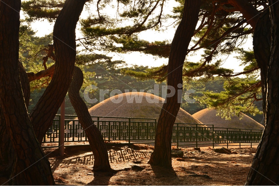 tree,나무,plant,식물,treetrunk,나무줄기,outdoors,옥외,경주,배동,삼릉,삼릉소나무,소나무