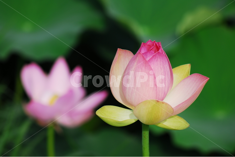 꽃,연꽃,관곡지,불교,여름,식물,자연,plants,nature,꽃,flower