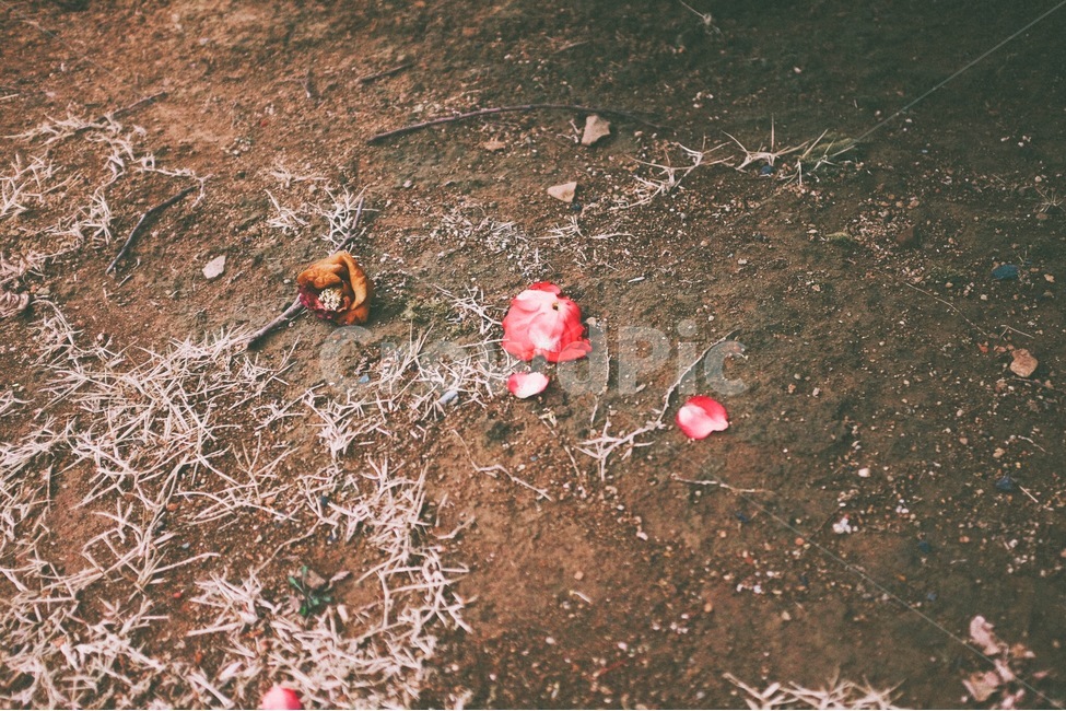 봄,감성사진,사진,동백,동백꽃,꽃,필름,색감,공원,spring,picture,emotion,flower,film,color,꽃,flower,감성,sensible,feeling