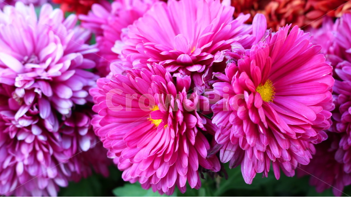 국화,꽃,국화꽃,식물,자연,소국화,가을,식물,자연,plants,nature,꽃,flower