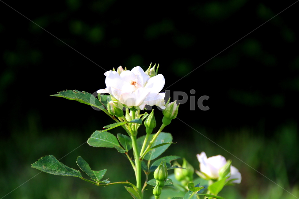 식물,장미,꽃,자연,봄,식물,자연,plants,nature,꽃,flower