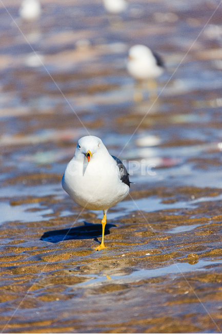 갈매기,바닷가,바다,새,서해,동물,animal,조류,새,birds