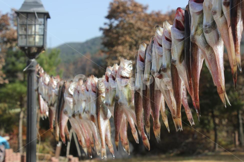 도루묵,건조,생선,물고기,fish,dry,풍경,배경,음식,food,nature,어업,fishery,fishing industry