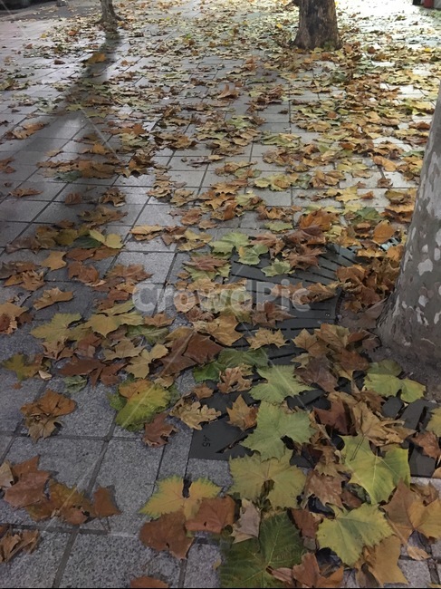 가을,떨어진낙엽,가을낙엽,낙엽,낙엽길,도시낙엽