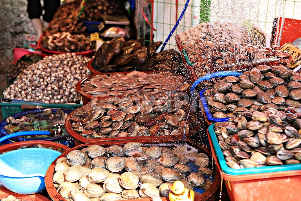 조개,식재료,먹거리,음식,조개구이,배경,자연,시장,마트,마켓,market,mart,market place,음식,식재료,요리,food,cook,meal,dishes,food reserves,수산물,해산물,fishery products,seafood