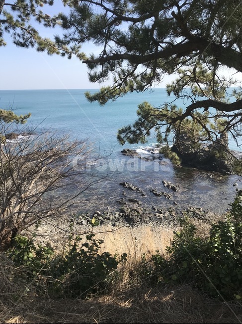 tree,나무,plant,식물,treetrunk,나무줄기,promontory,곶,sea,바다,nature,자연,ocean,대양,outdoors,옥외,water,물,shoreline,해안선