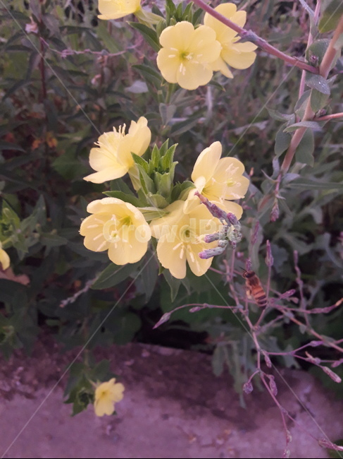 flower,plant,식물,제라늄,꽃