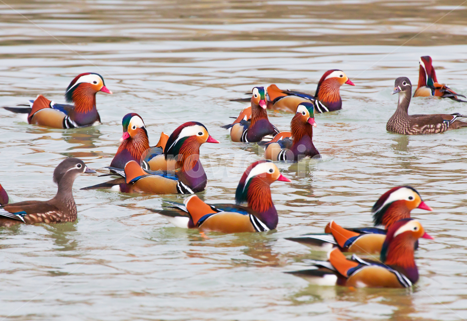 자연,동물,새,원앙,원앙새,야생,야생동물,연못,호수,저수지,겨울,텃새,bird,animal,water,outdoors,옥외,풍경,duck,waterfowl,물새,오리,물오리,비상,동물,animal,조류,새,birds