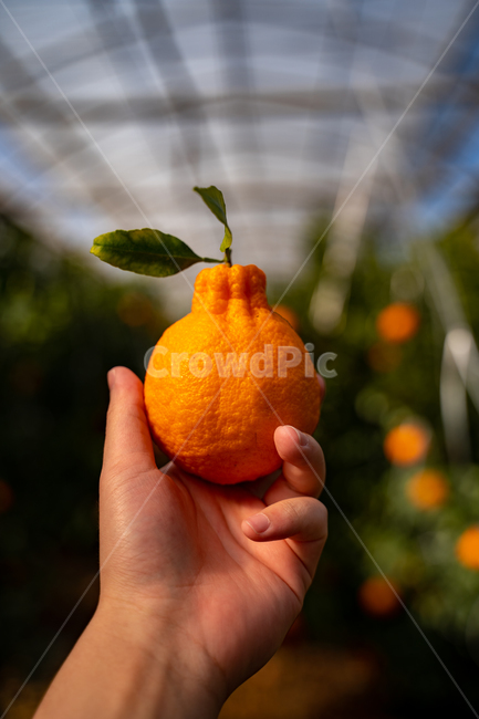 mandarin,citrus fruits,Red scent,Fruit,nature,fruit,Hallabong,Orange,food,vitamin,tangerines,orange,citrusfruit,house tangerines,Cheonhyehyang,plant,fresh,Jeju tangerines,hallabong