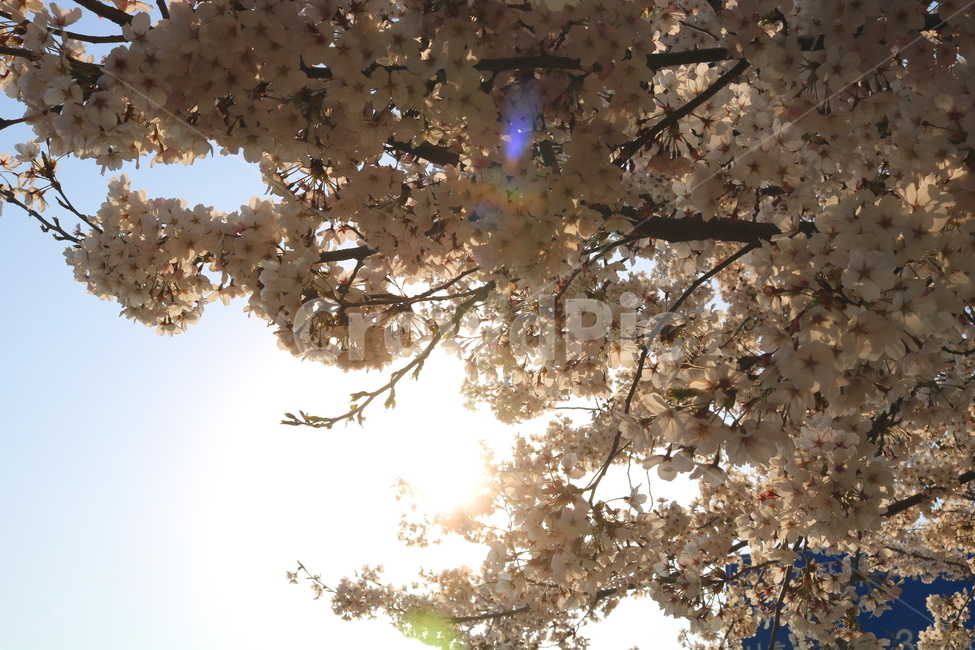 벚꽃,벚꽃나무,벚나무,꽃,나무,식물,장미과,봄,자연,흰꽃,봄,계절,spring,season,식물,자연,plants,nature,꽃,flower,plant,cherry blossom,blossom
