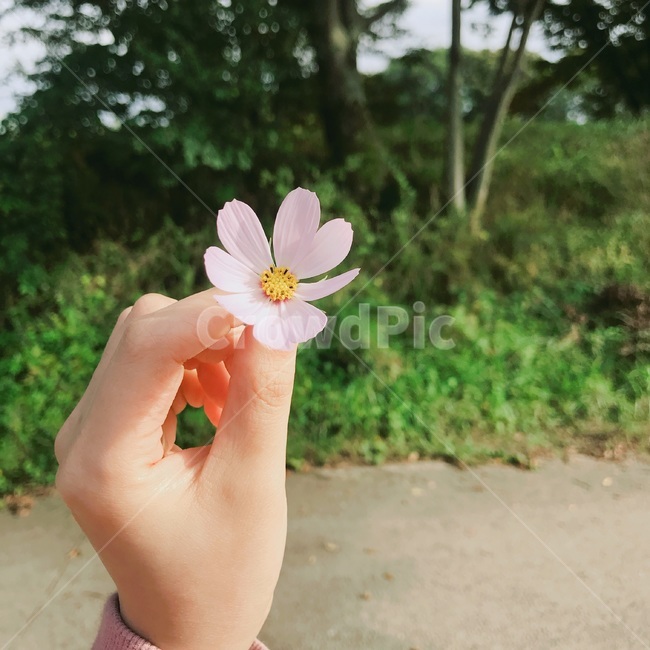 꽃,자연,풍경,손,나무