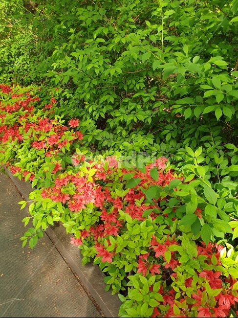 봄,철쭉,공원,꽃,풀,빨강,초록,red,spring,azalea,자연,풍경,연두,산책