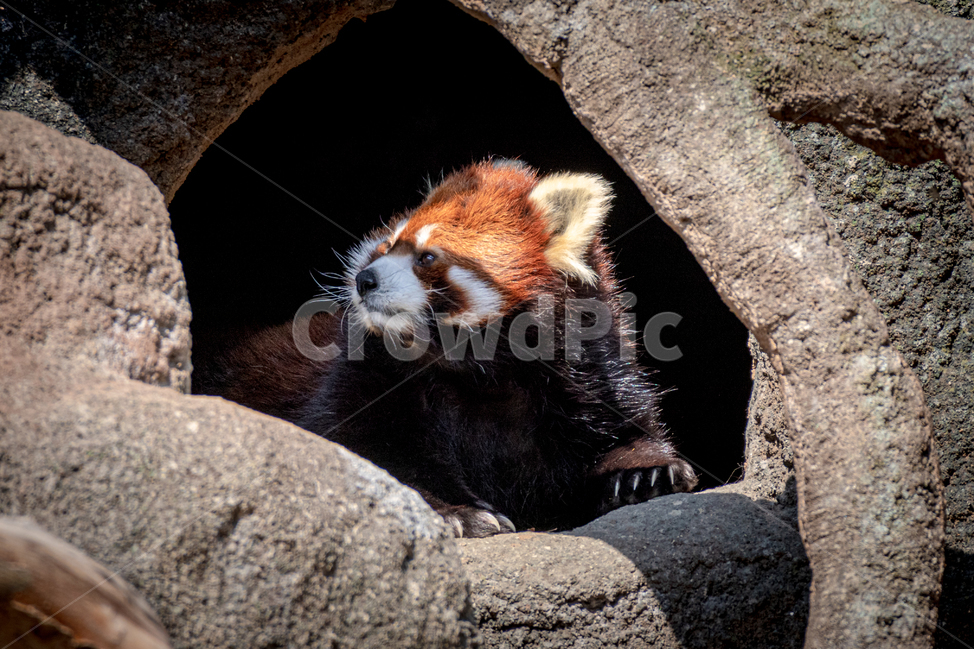 랫서팬더,동물,동물원,래서판다,너구리,동물,animal,포유류,mammal