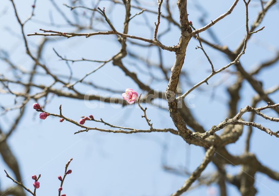 식물,매화,하늘,봄소식,새싹,작은,꽃,가지,분홍색,봉오리,식물,자연,plants,nature