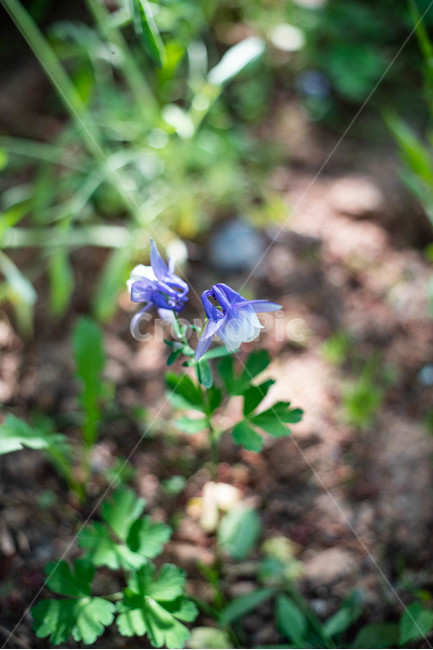 컬러,꽃,flower,여름,감성