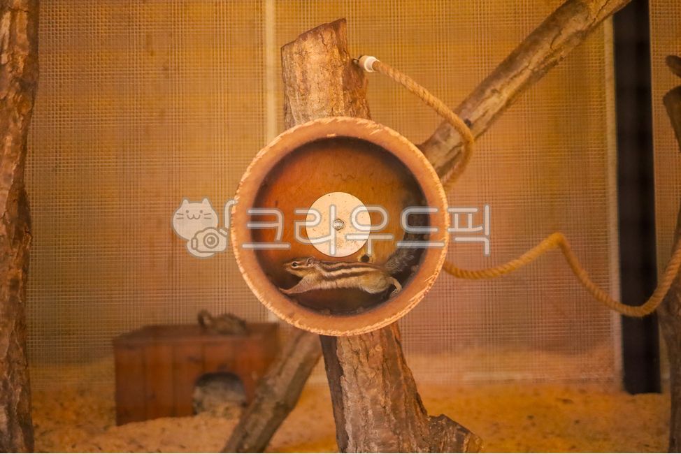 다람쥐,쳇바퀴,사육,달리는,동물