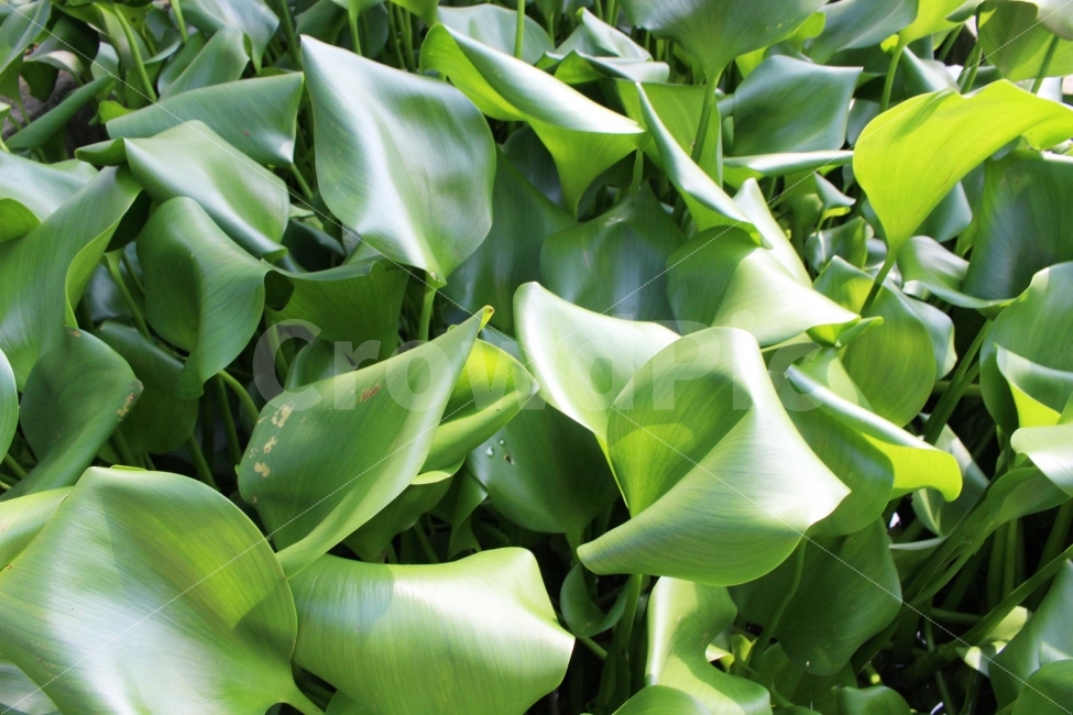풀,식물,초록,초록색,잎,가지,수상식물,햇빛,햇살,추상,식물,자연,plants,nature