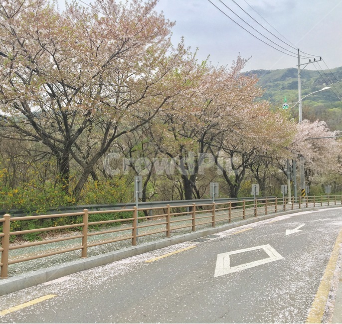 봄,벚꽃,꽃길,꽃잎,도로,길,나무,개화,벚꽃길,벚꽃나무,산길,여유,힐링,자연,spring,blossom,read,healing,tree,nature베경,식물,봄,계절,spring,season,식물,자연,plants,nature,꽃,flower,나무,trees,wood,road,asphalt,아스팔트,highway,고속도로,freeway,고속 도로