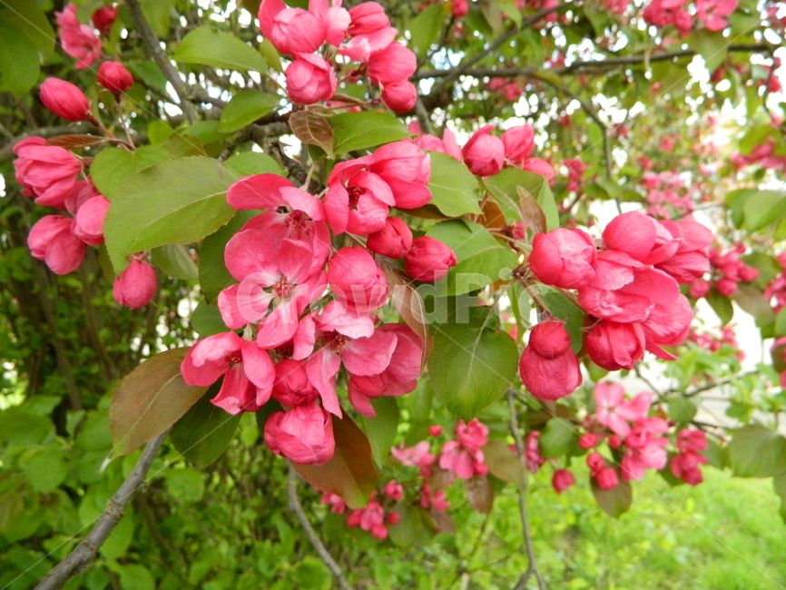 plant,식물,진분홍,pink,장미과,벚꽃,rosaceae,봄,spring