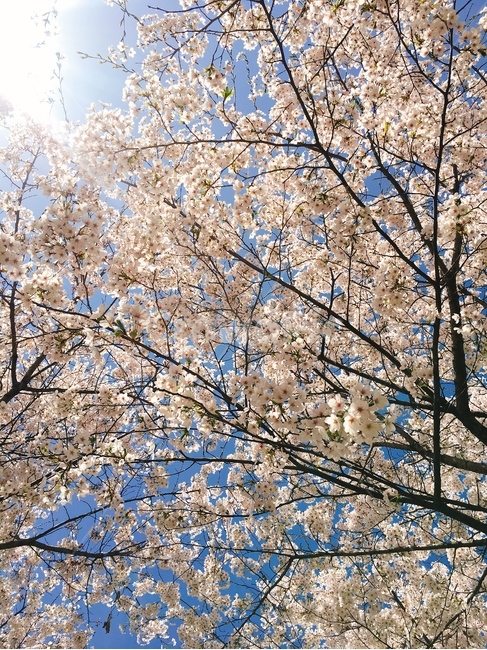 벚꽃,꽃,봄,하늘,벚꽃길,꽃놀이,꽃하늘,벚꽃하늘,햇살,풍경,봄,계절,spring,season,자연,풍경,nature,landscape,plant,식물,blossom,flower,cherry blossom
