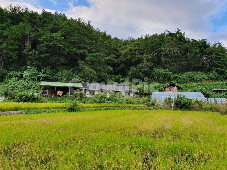 nature,자연,옥외,건물,시골집,가을,초록,벼,비닐하우스,시골,마을,풍경,landscape,country,rural,town