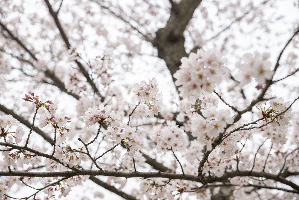 벚나무,벚꽃,봄,봄꽃,꽃나무,plant,식물,blossom,꽃,flower