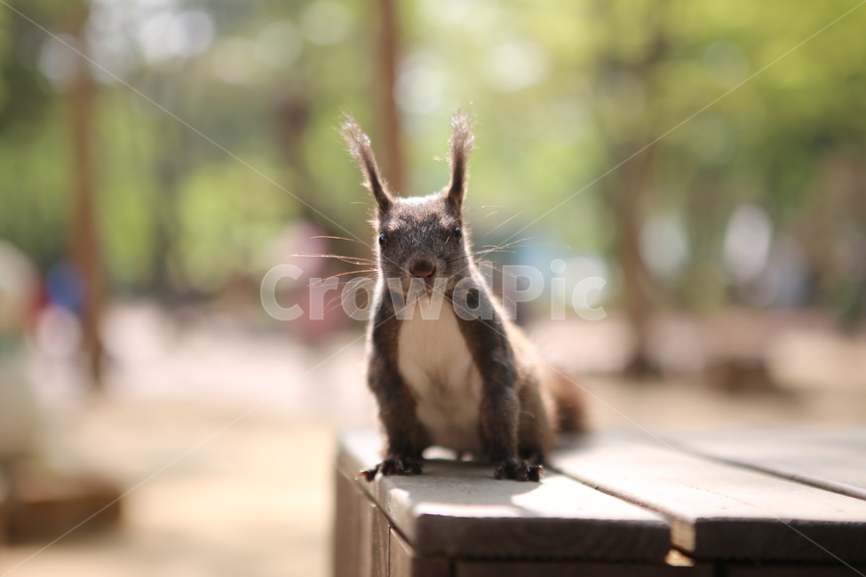 청설모,동물,자연,초록,야외,배경,동물,animal,포유류,mammal