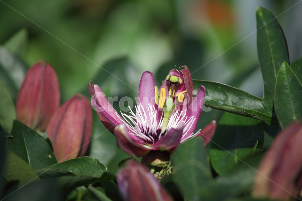 꽃,시계꽃,시계초,식물,passionflower,식물,자연,plants,nature,꽃,flower